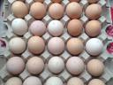 Transylvanian Hens with hemp seeds for hatching 230 forints