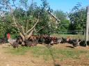 Transylvanian Hens with hemp seeds for hatching 230 forints