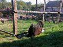 Transylvanian Hens with hemp seeds for hatching 230 forints