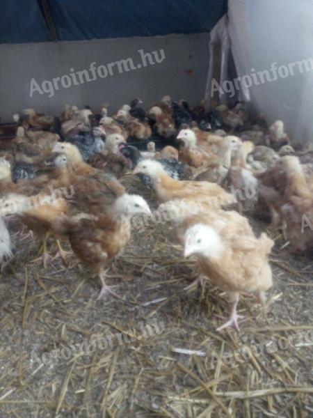 Vorgezogenes 4 Wochen altes Huhn