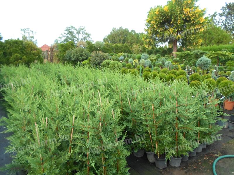 Leylandi cypress ieftin, mai multe soiuri 40-50 cm, 1200 Ft