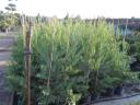 Leylandi cypress cheap, several varieties 40-50 cm, 1200 Ft