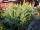 Leylandi cypress ieftin, mai multe soiuri 40-50 cm, 1200 Ft