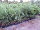 Leylandi cypress cheap, several varieties 40-50 cm, 1200 Ft