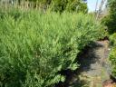 Leylandi cypress cheap, several varieties 40-50 cm, 1200 Ft