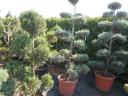 Leylandi cypress cheap, several varieties 40-50 cm, 1200 Ft