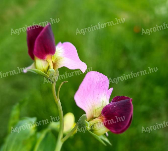 Assistant autumn pea seed purchase