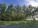 Poplar and acacia forest - Békés county