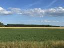 Poplar and acacia forest - Békés county