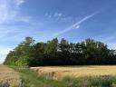 Poplar and acacia forest - Békés county