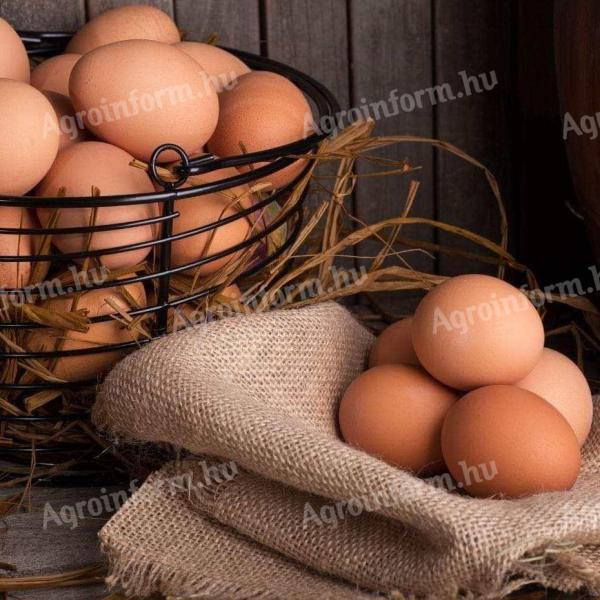 Świeże jaja hodowlane