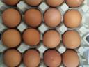 Čerstvá vejce z farmy
