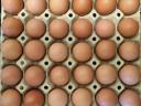 Sveža jajca s kmetije