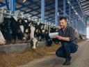 Suntem în căutarea unui manager de fermă de bovine