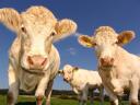 We are looking for a cattle farm manager