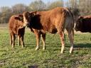 Limousin rasplodni bikovi