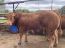 Limousin rasplodni bikovi
