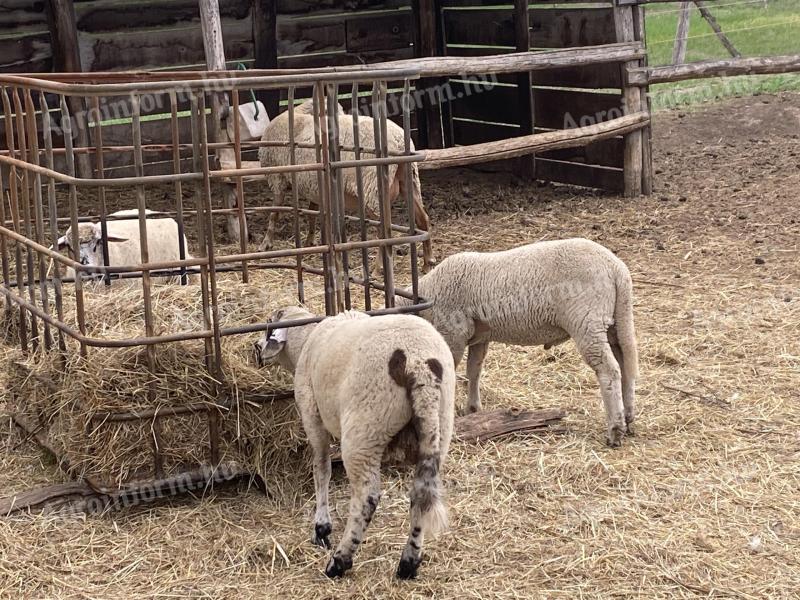 Lambs for sale