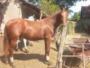 Horse, 2 years old half-breed stallion from Kisberia for sale