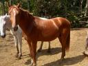 Horse, 2 years old half-breed stallion from Kisberia for sale