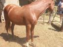 Horse, 2 years old half-breed stallion from Kisberia for sale