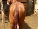 Horse, 2 years old half-breed stallion from Kisberia for sale