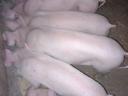 Duroc x Belgian Shoveler piglets for sale