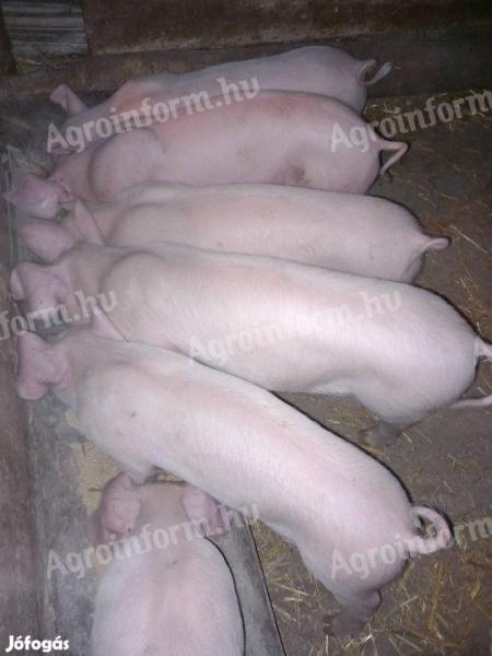 Duroc x Belgian Shoveler piglets for sale