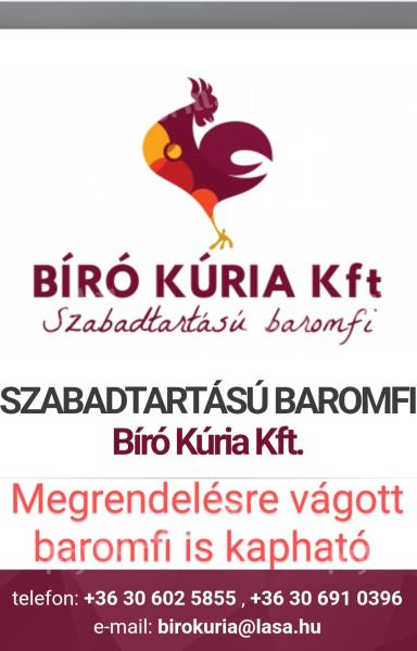 Piščanec