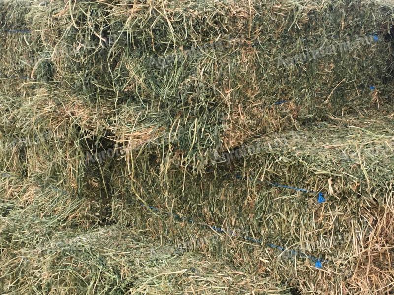 Small alfalfa bale for sale