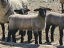 Német Feketefejű bárányok eladók