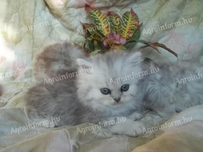 Persian chinchilla kittens