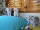 Perská činčilí koťata