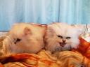 Perská činčilí koťata