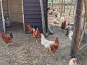 Roosters for sale