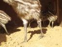 Előnevelt szelíd emu fiókák kaphatók