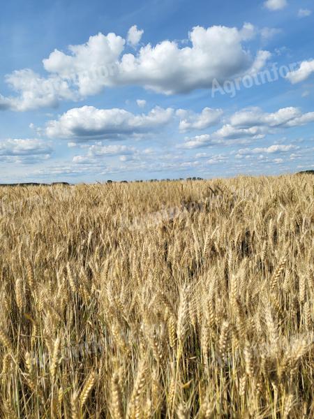 15 ha gruntów ornych na sprzedaż w Jászság