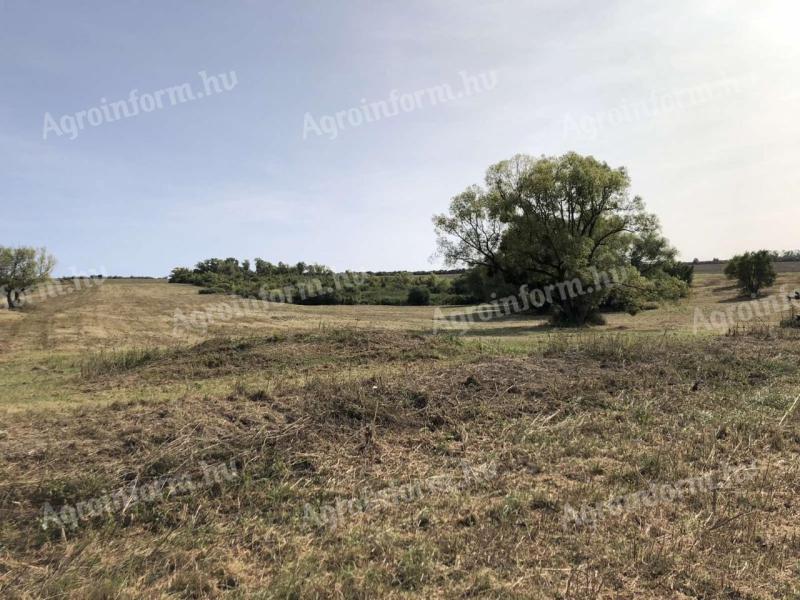 Pastviny na prodej 16,5 ha