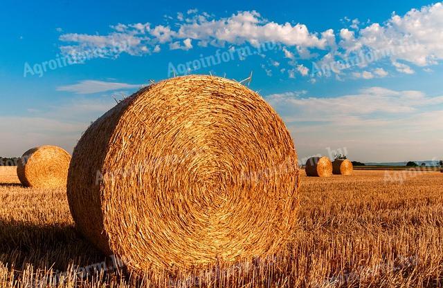 Balotul de paie de grâu din acest an de vânzare