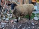 Schafböcke und Schafe zu verkaufen