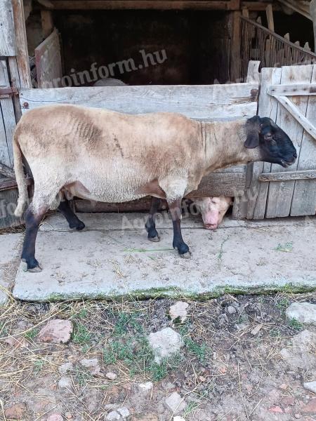 Rams and sheep for sale