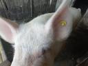 Na prodaj 1x že rojena, breja kmečka svinja (~200 kg)