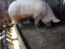 Na prodaj 1x že rojena, breja kmečka svinja (~200 kg)