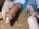 Election piglets for sale