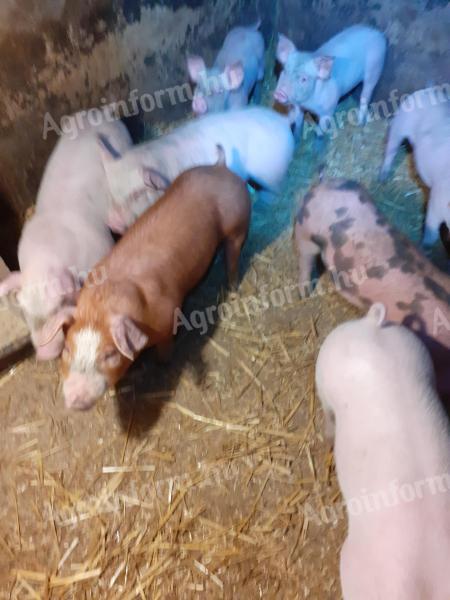 Election piglets for sale