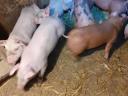 Election piglets for sale