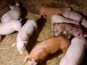 Election piglets for sale