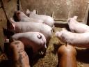 Election piglets for sale