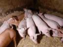 Election piglets for sale