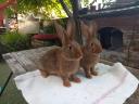 Rabbits, rabbits for sale
